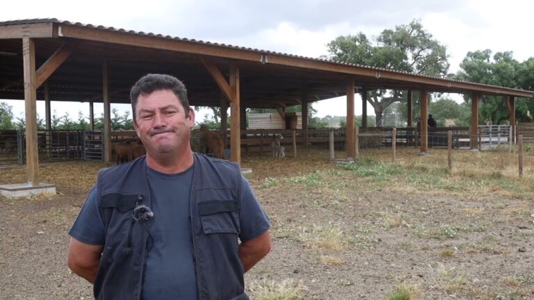 A Lucrativa Oportunidade da Exploração de Ovinos em Portugal