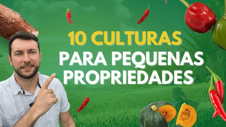 Agricultura em Portugal: Descubra as Culturas Mais Rentáveis!